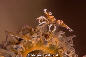 Wire coral shrimp and small night predators by Mehmet Salih Bilal 